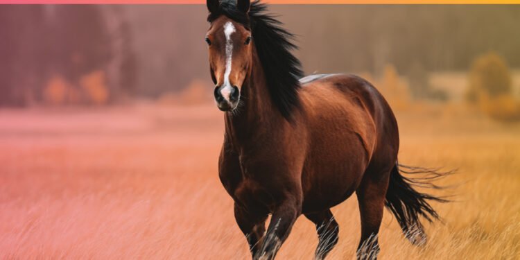 Fetch, a dvm360 conference Aug 28–30 2026